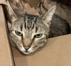 A tabby cat that does not look happy.