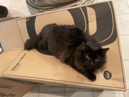 Big black cat laying on a automatic litter box from Whisker.